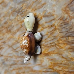 Small Shell Turtle